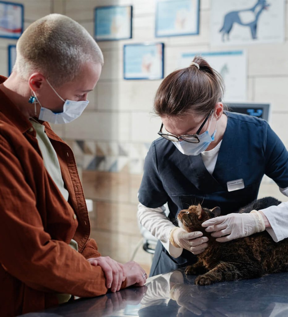 Veterinario atendiendo a una mascota en clínica veterinaria Molina de Segura consulta general