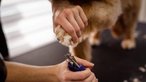 Profesional de la peluquería canina Molina de Segura con un perro