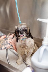 Espacio de trabajo limpio y equipado de la peluquería canina Molina de Segura