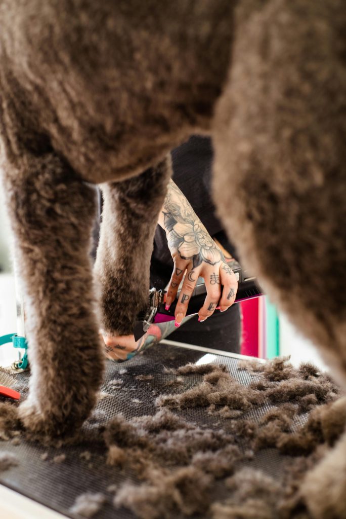Peluquera canina de Molina de Segura realizando un corte profesional