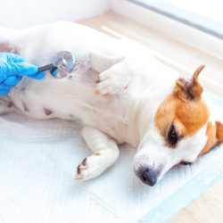 Veterinary pet care. A vet doctor in blue gloves examines the Jack Russell Terrier lying on a disposable diaper, listening to his breath or heart with a stethoscope. Consultation at the vet clinic.