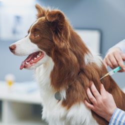 Brown Border Collie dog during visit in vet. High quality photo