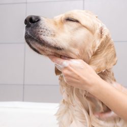 the-girl-s-hands-wash-the-dog-in-a-bubble-bath-th-2026-01-09-00-53-47-utc